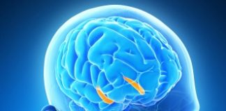 brain chip